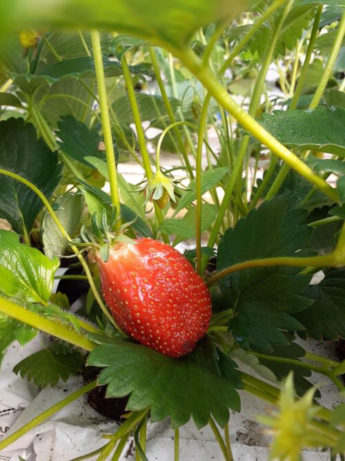 Fraises Gariguette – Image 2
