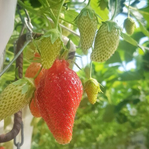 Fraises Gariguette – Image 3