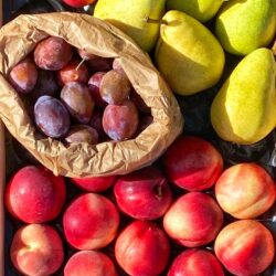 Panier fruits LARGE
