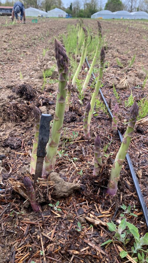 Asperges vertes – Image 2