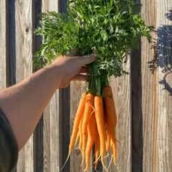 Carottes