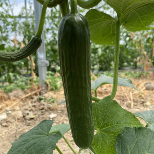 Concombres – Image 2