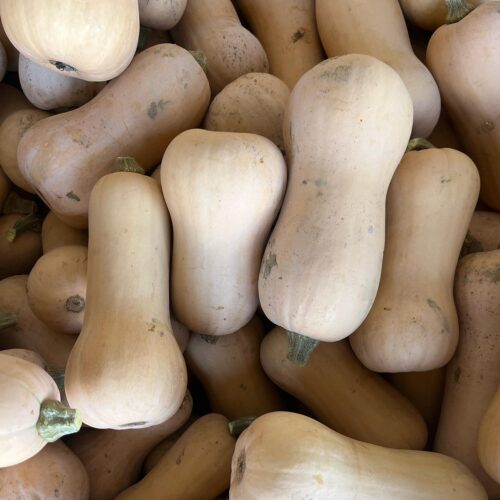 Butternut