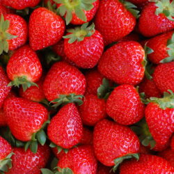 Fraises dream