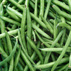 Haricots verts frais