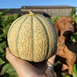 Melons charentais
