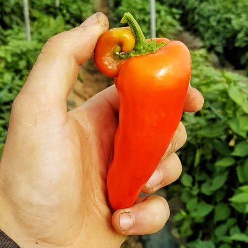 Mini poivrons Snaking