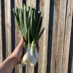 Oignons frais