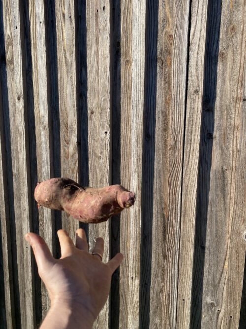 Patate douce – Image 2