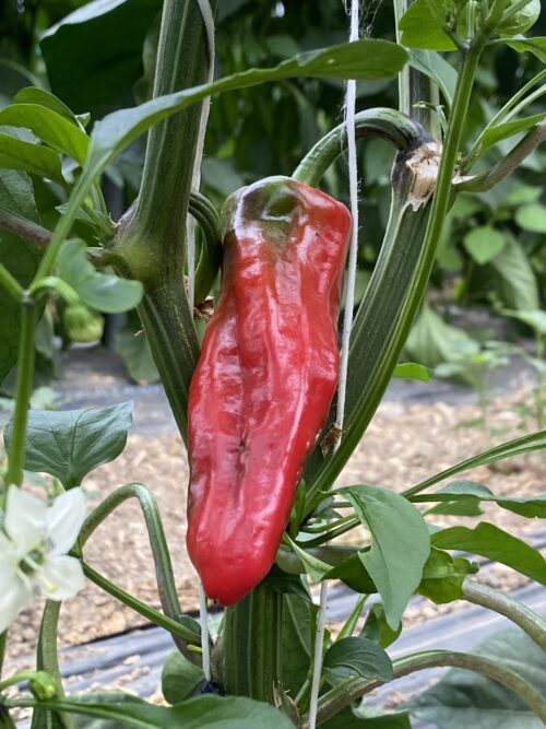 Poivrons Corn – Image 3