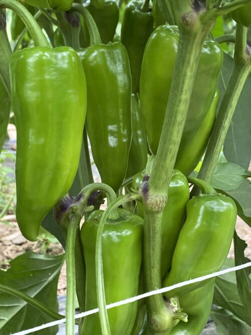 Poivrons Corn – Image 2