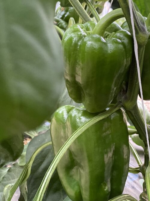 Poivrons verts – Image 2