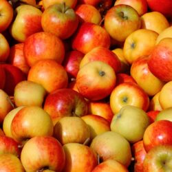 Pommes Ariane Bio