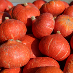 Potimarron