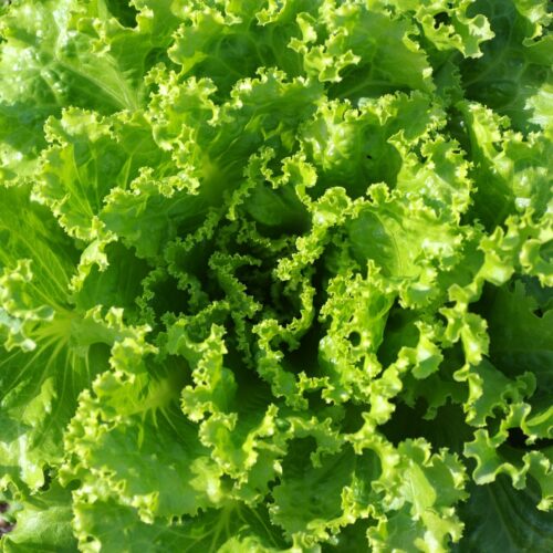 Salade Batavia – Image 2