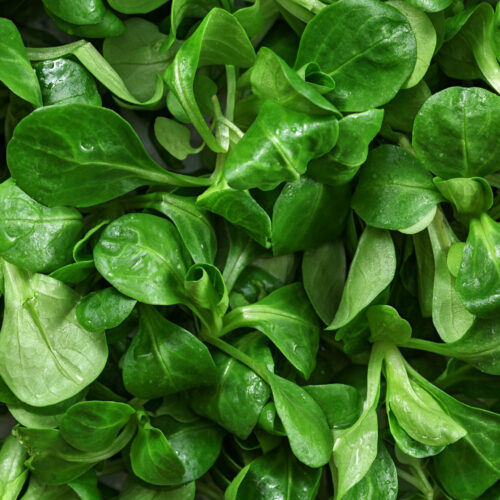 Salade mâche