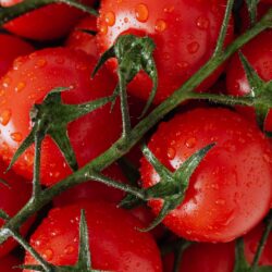 Tomate Paola