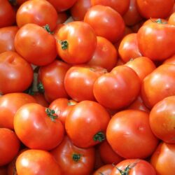 Tomates à coulis