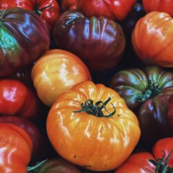 Tomates anciennes